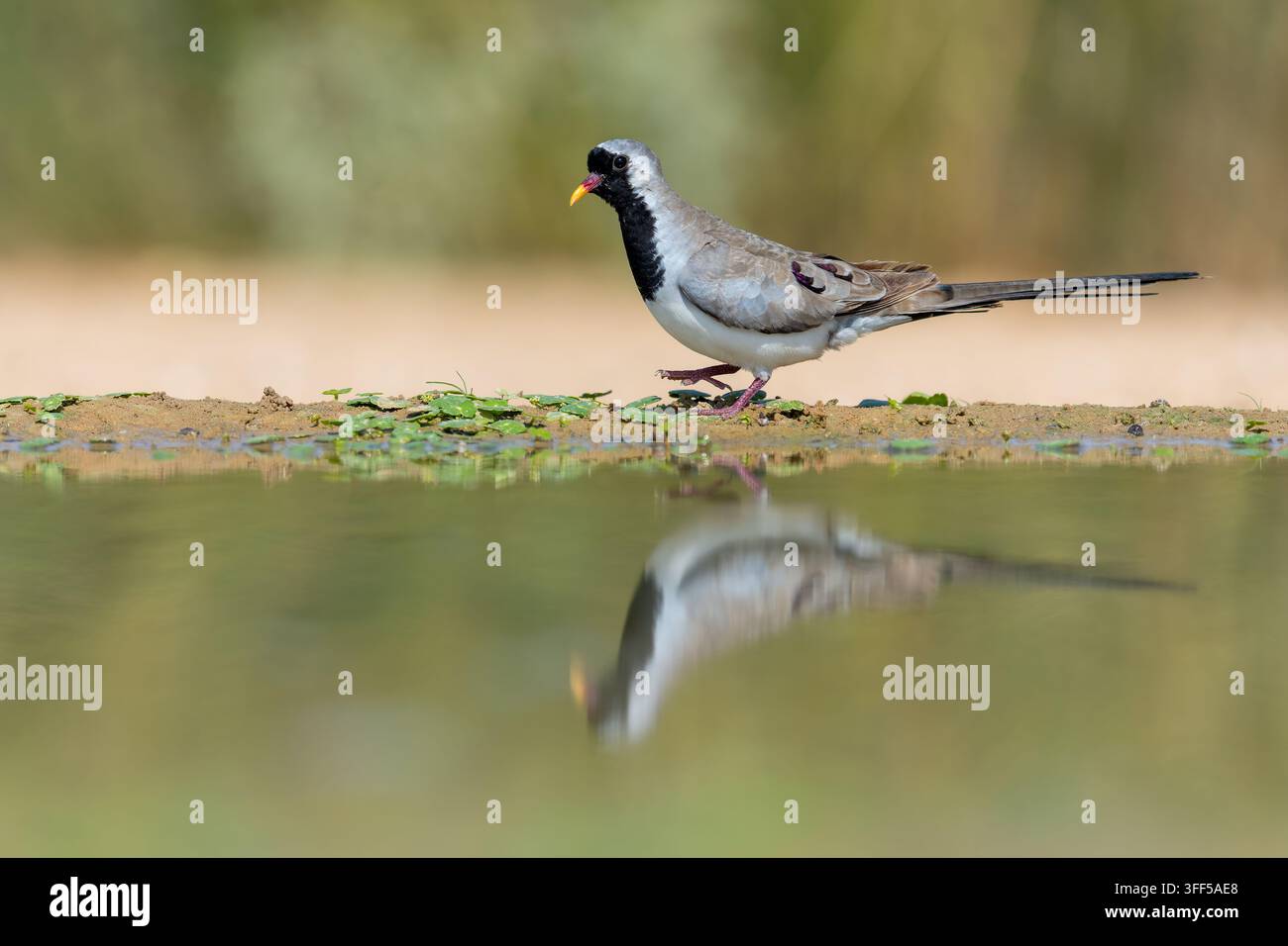 Un maschio di piccione Namaqua (Oena capensis) che cammina vicino al bordo dell'acqua, con un riflesso chiaro sulla superficie dell'acqua. Foto Stock