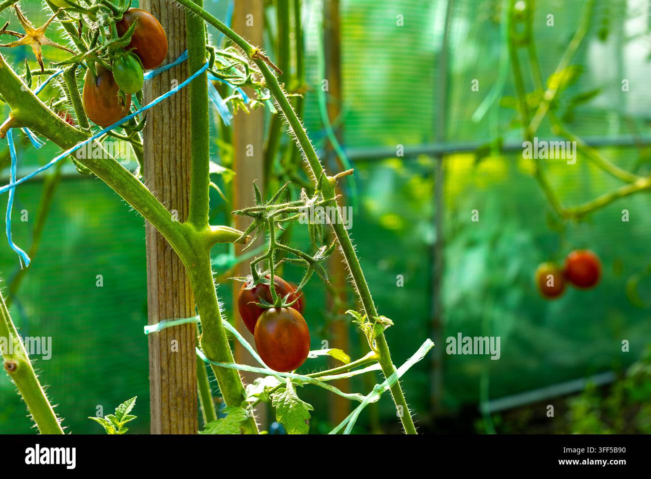 Pomodori maturi e immaturi che crescono sulla vite in serra. Pomodori maturi e immaturi che crescono su viti sostenute in una serra illuminata dal sole. Foto Stock
