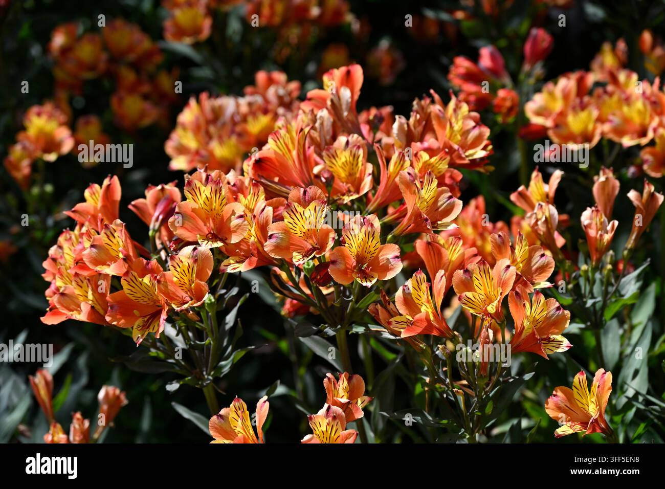 Fiori e foglie scure di Alstroemeria Indian Summer, Paradise summer - serie estiva o Alstroemeria Tesronto UK Foto Stock
