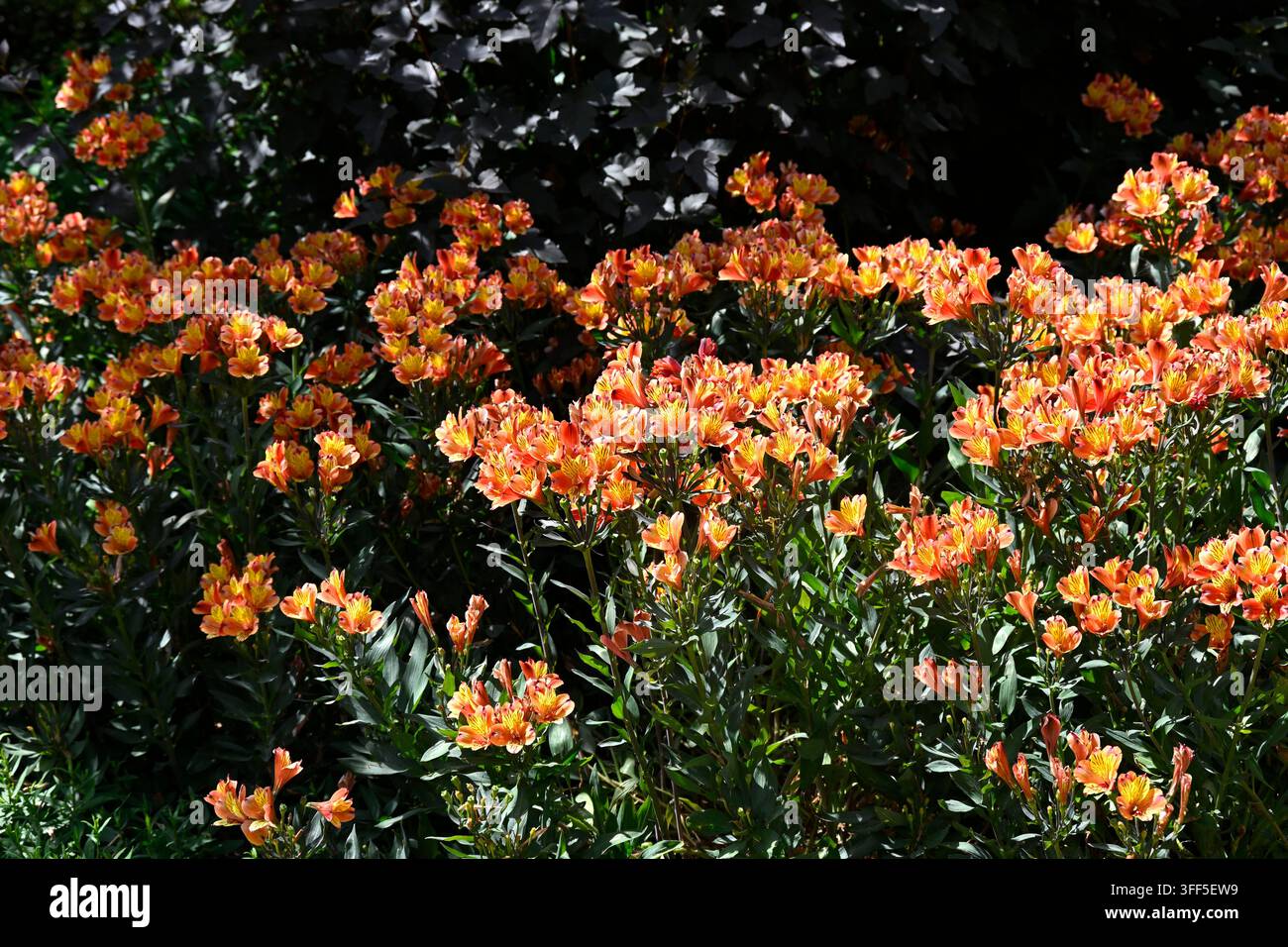 Fiori e foglie scure di Alstroemeria Indian Summer, Paradise summer - serie estiva o Alstroemeria Tesronto UK Foto Stock