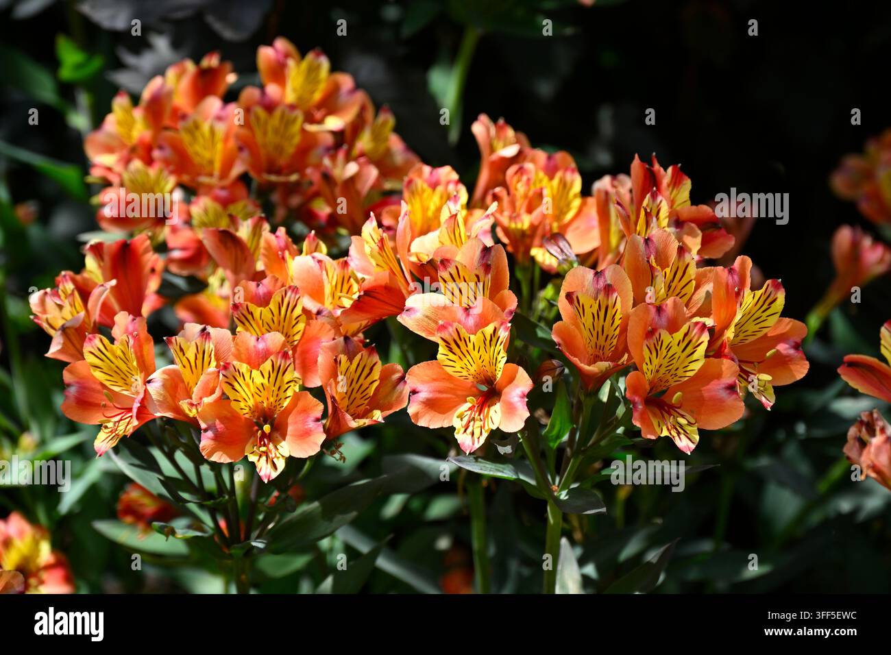 Fiori e foglie scure di Alstroemeria Indian Summer, Paradise summer - serie estiva o Alstroemeria Tesronto UK Foto Stock