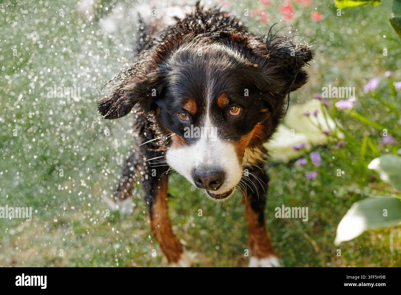 Cane bagnato e giocoso scuote con forza l'acqua in un giardino soleggiato, facendo volare gocce d'acqua e illustrando la cura degli animali domestici, la cura estiva e la gioia all'aperto Foto Stock