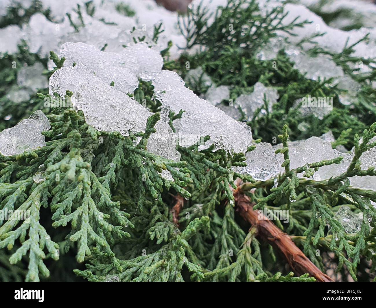 Fotografia macro in primo piano di rami di conifere sempreverdi, probabilmente ginepro o cedro, ricoperti da formazioni di ghiaccio cristalline. La densa scala verde Foto Stock