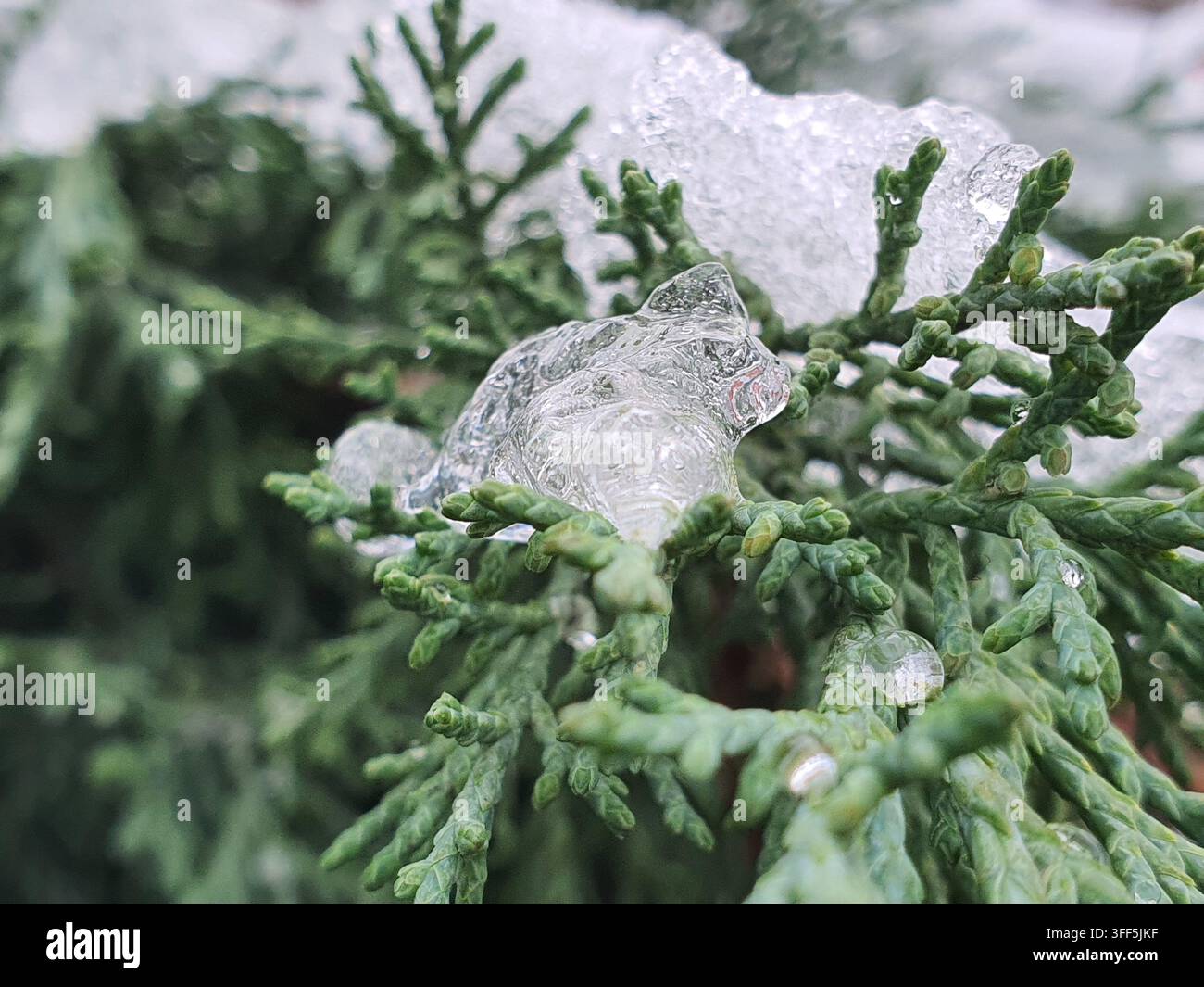 Fotografia macro in primo piano di formazioni di ghiaccio traslucide appoggiate su rami di sempreverdi di un verde vivace, probabilmente ginepro o cedro. Il ghiaccio sembra Foto Stock