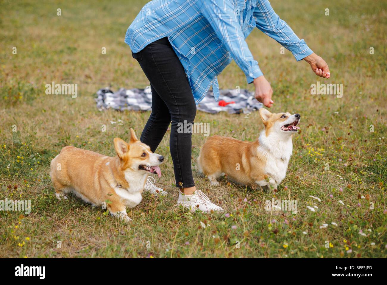Donna di mezza età in abiti casuali addestra due cani Corgi attenti con bocconcini su un campo erboso del parco, illustrando l'obbedienza degli animali domestici, la compagnia e Foto Stock