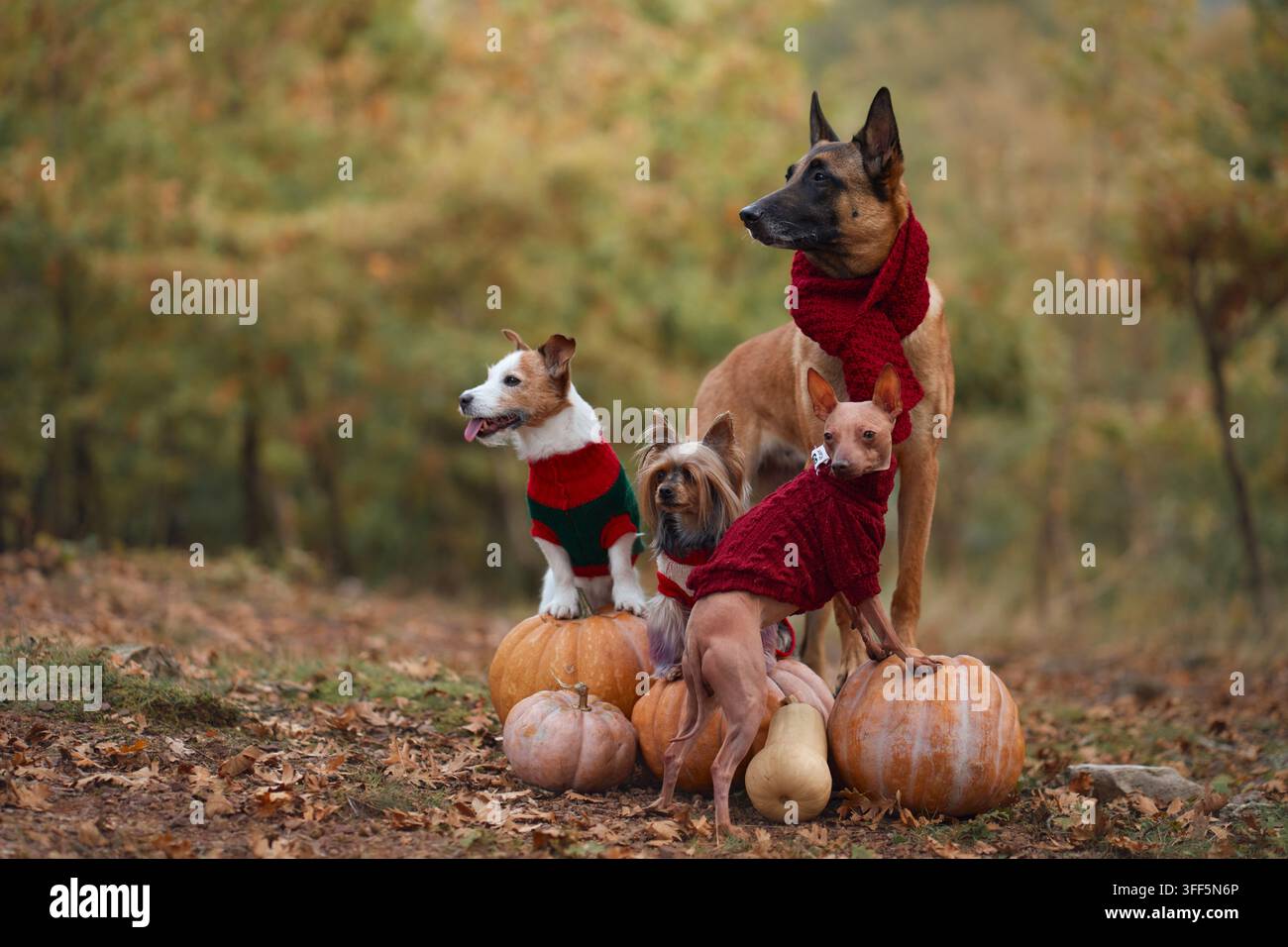 Quattro razze di cani posano insieme con zucche in una foresta autunnale per Halloween. Malinois belga, Jack Russell Terrier, Yorkshire Terrier e American Foto Stock