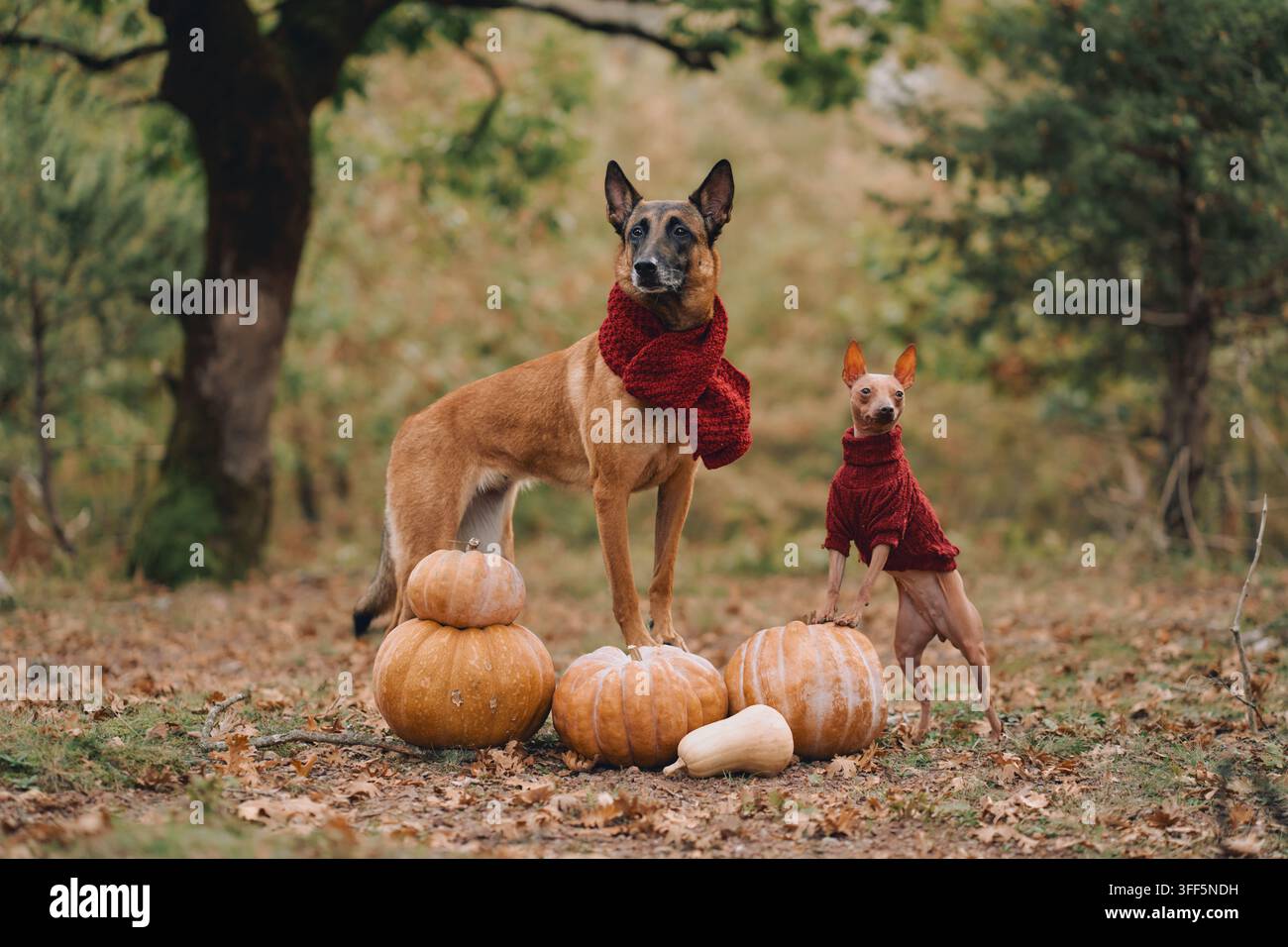 Malinois belga e Jack Russell Terrier indossano abiti caldi rossi coordinati all'aperto. Boschi autunnali e zucche di raccolto creano un'atmosfera stagionale accogliente Foto Stock