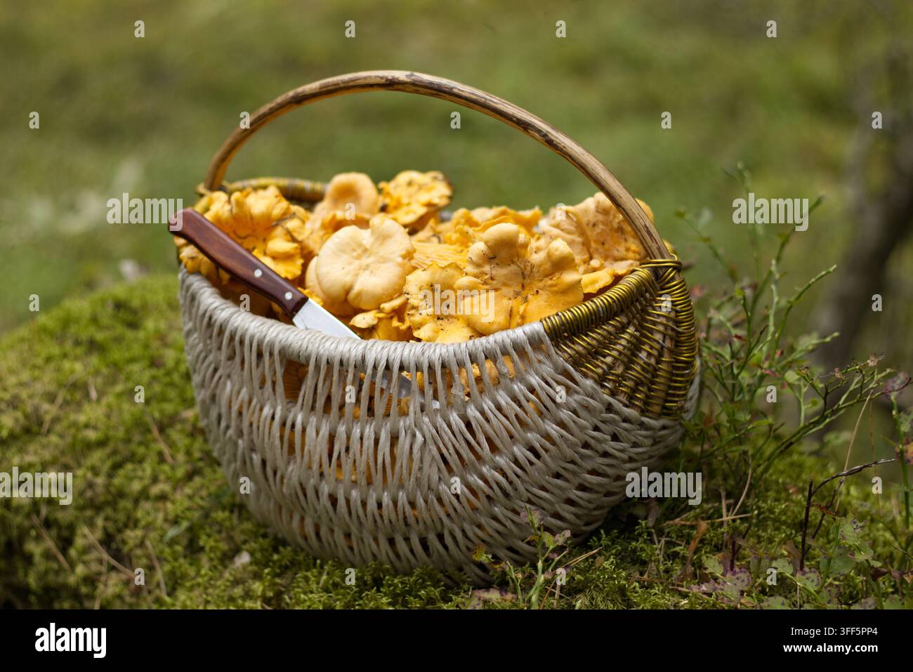 Funghi Chanterelle in un cesto di vimini nella foresta Foto Stock