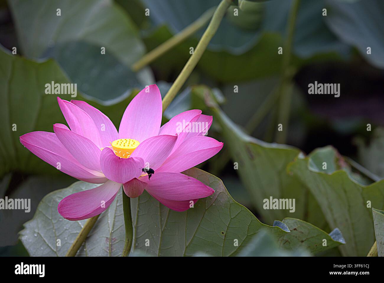 Api mellifera che impollina una vibrante fiore di loto sacro rosa in uno stagno. Foto Stock
