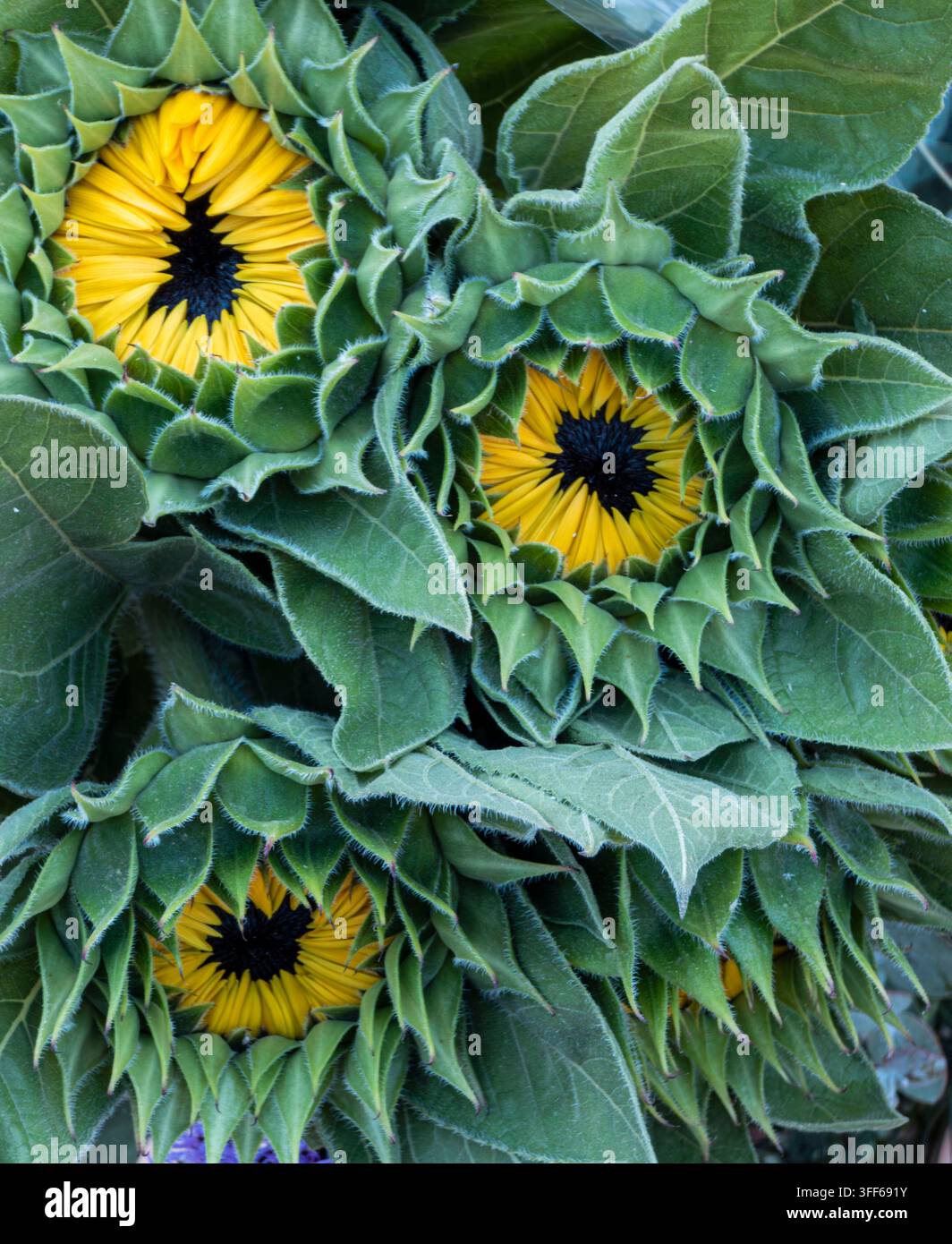 Tre girasoli non aperti sono posizionati vicini tra le loro foglie verde scuro. Questa scena si svolge in un giardino, mostrando la loro naturale Foto Stock