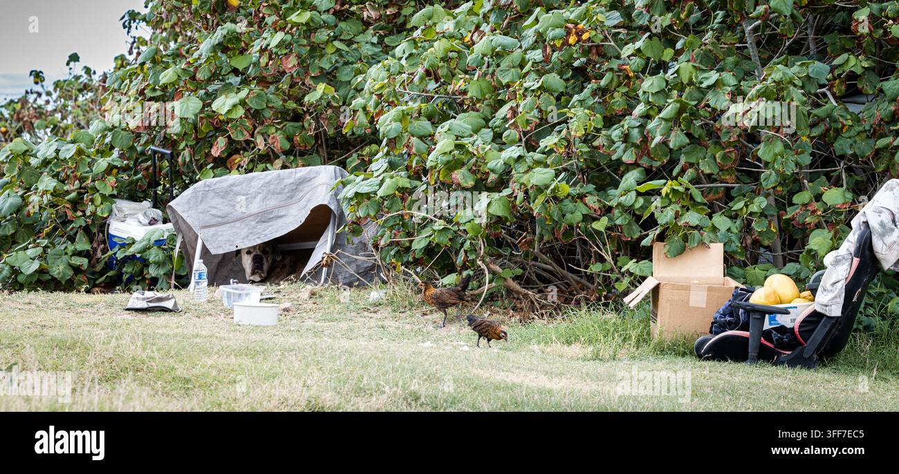 Cane che riposa mentre i polli cercano cibo nelle vicinanze del One‘ula Beach Park a Ewa Beach, Hawaii Foto Stock