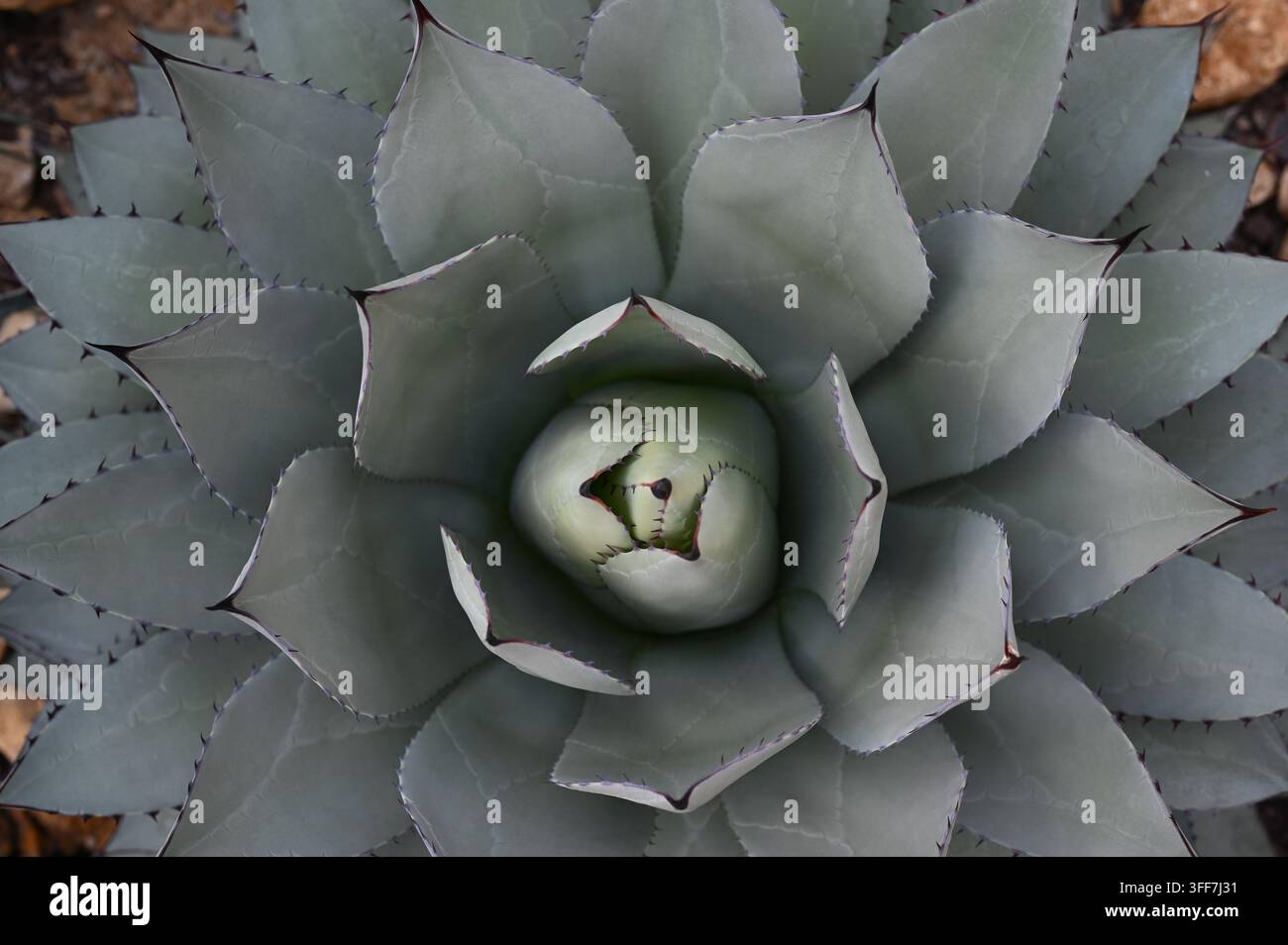Vista dall'alto di una rosetta di agave blu-grigia con foglie succulente appuntite. Foto Stock
