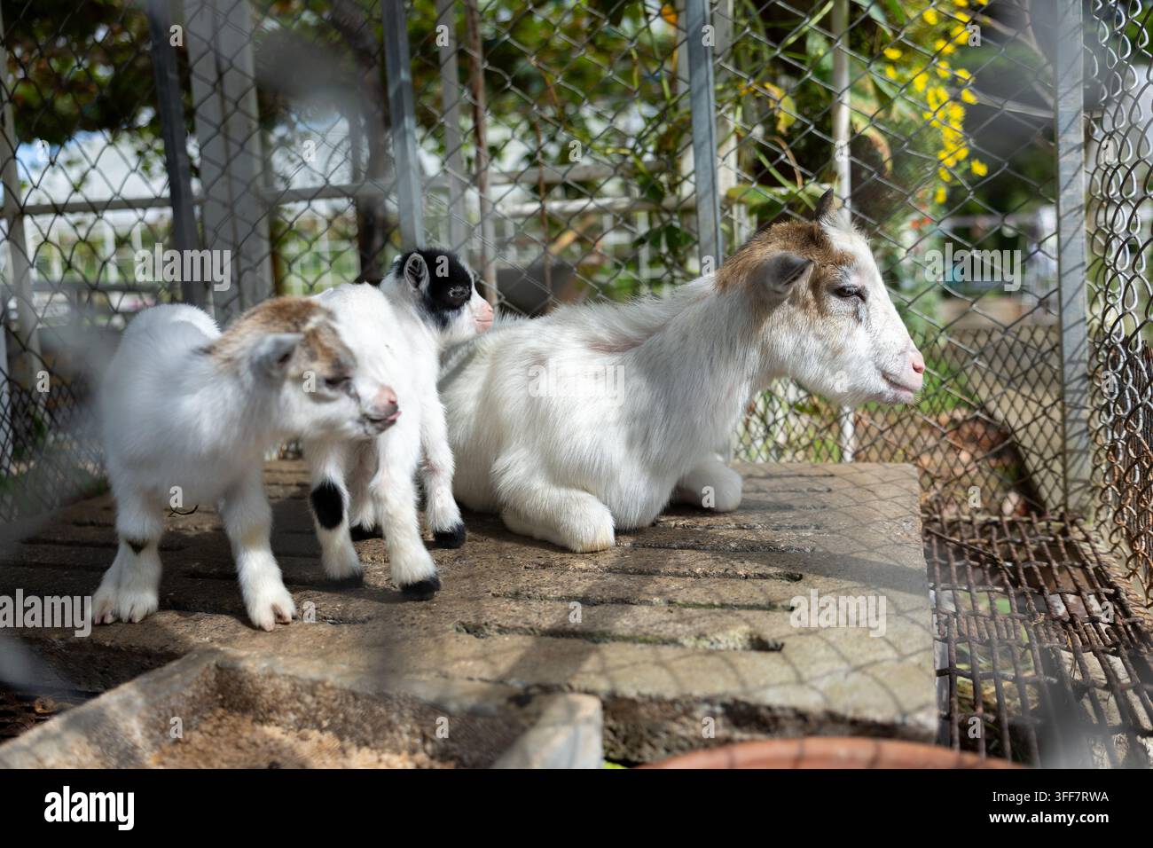 Un capretto bianco su una piattaforma di cemento in un recinto a catena di maglie, luce solare, fogliame, animale da fattoria che riposa con il mantello bianco in un recinto all'aperto con una coppia di giovani capre Foto Stock
