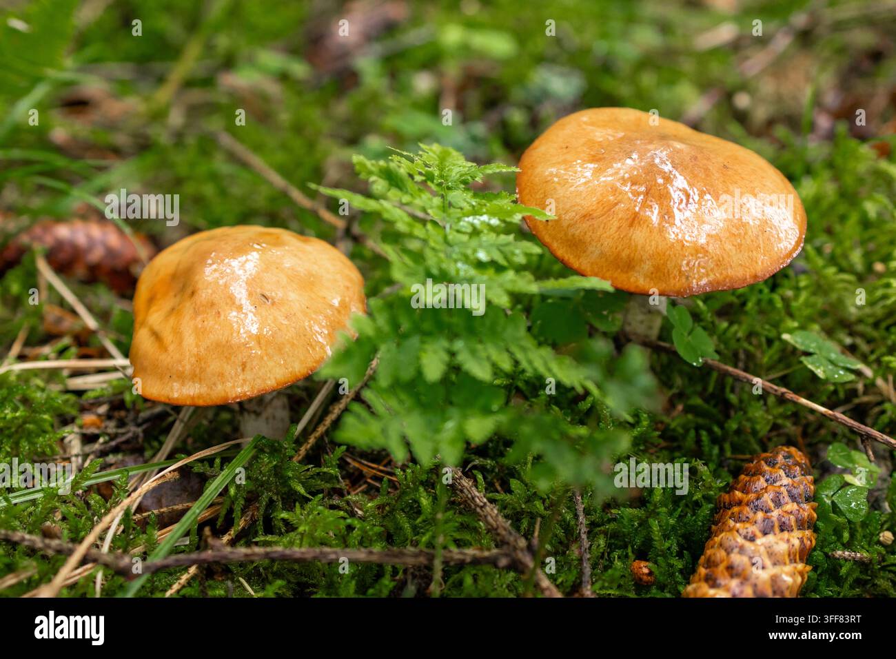 Funghi Slippery Jack (Suillus luteus) crescono sul terreno del bosco tra gli aghi di pino durante una passeggiata di raccolta mattutina. Concetto di raccolta di funghi selvatici Foto Stock