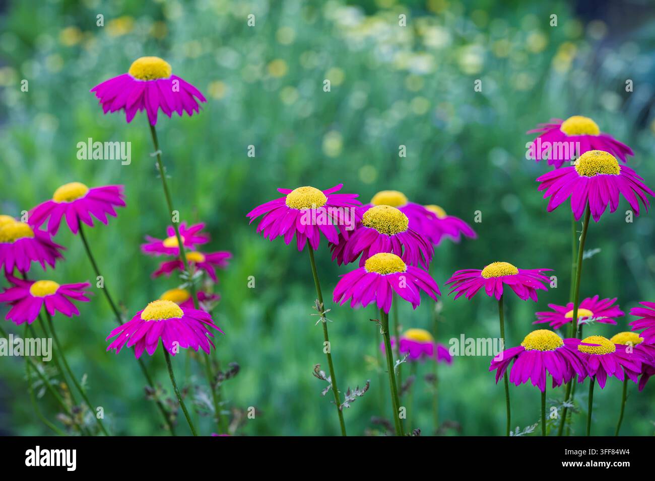 Tanacetum coccineum, margherita dipinta, con vivaci fioretti a raggiera rosa-magneta e centri floreali gialli che fioriscono su uno sfondo verde morbido del giardino. Foto Stock