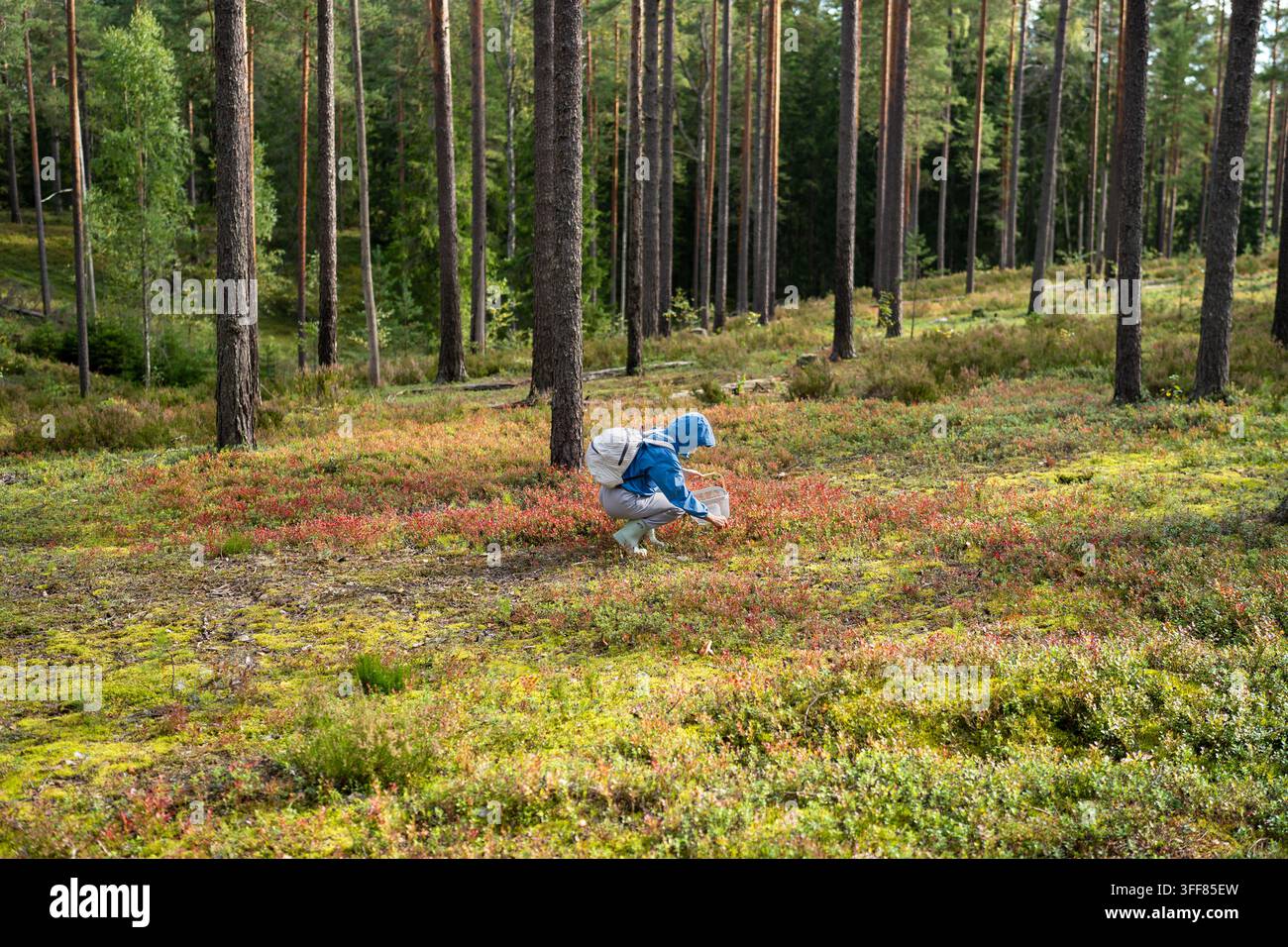 Raccoglitore che raccoglie bacche selvatiche nella foresta indossando abiti con cappuccio per proteggersi dalle zanzare. Foto Stock