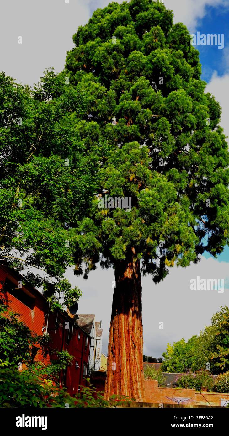 Sequoia gigante in un contesto urbano Foto Stock