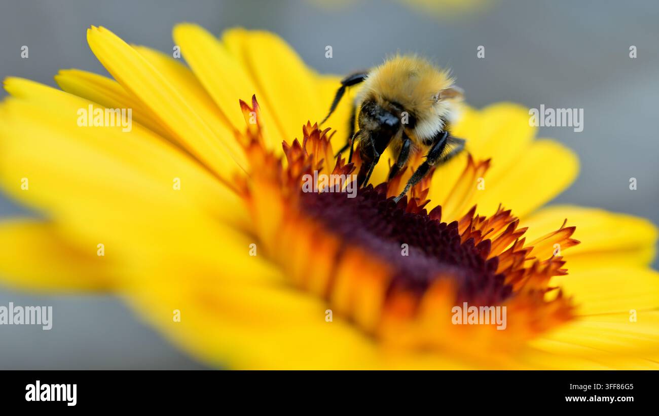 Ape cardatrice comune che si nutre di una testa di fiore di calendula. Foto Stock