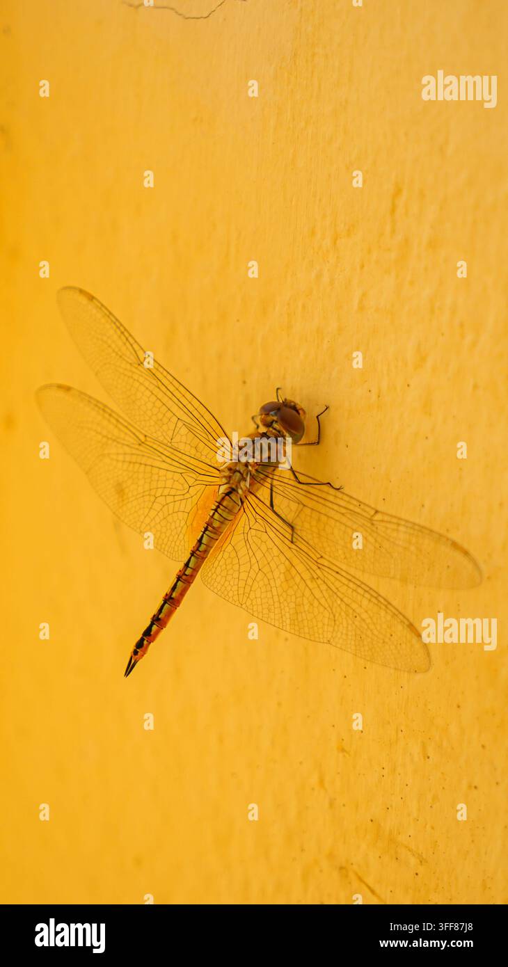Libellula riposante su un muro giallo - squisita Foto Stock