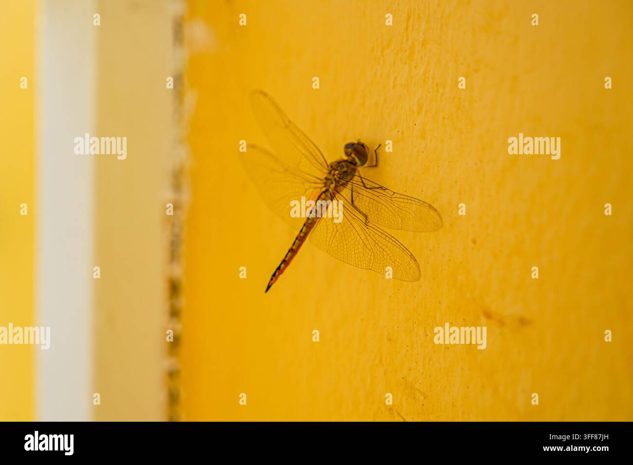 Libellula riposante su un muro giallo - squisita Foto Stock