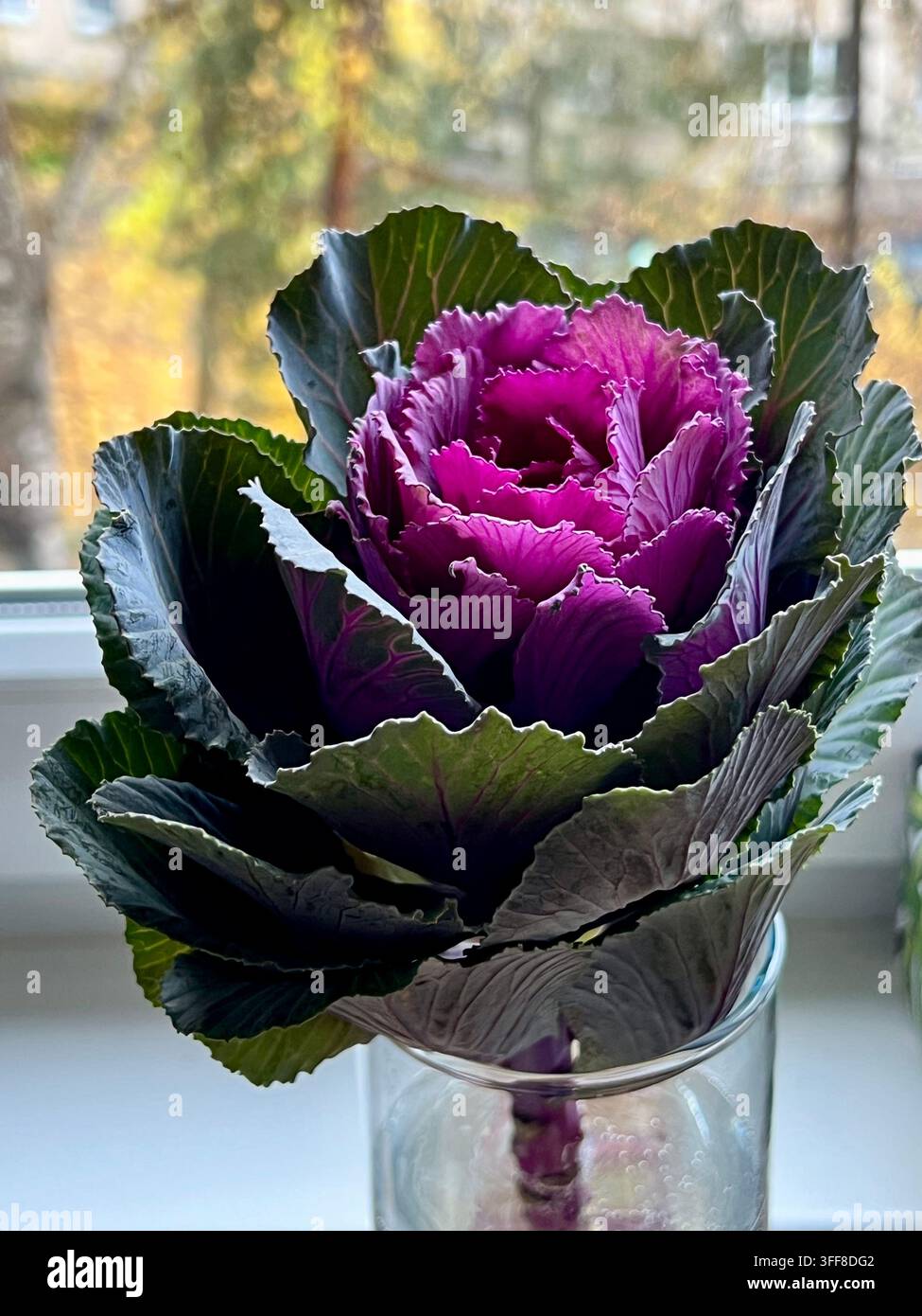 un cavolo ornamentale viola e verde vivace in un vaso di vetro sul davanzale di una finestra con uno sfondo autunnale sfocato - Immagine stock catturata con smartphone