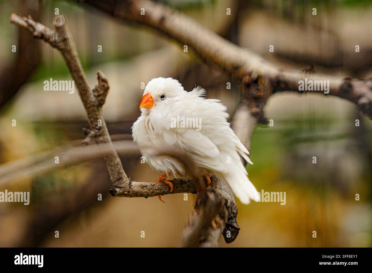 Passero del Giava bianco che riposa su un ramo d'albero - carino Foto Stock