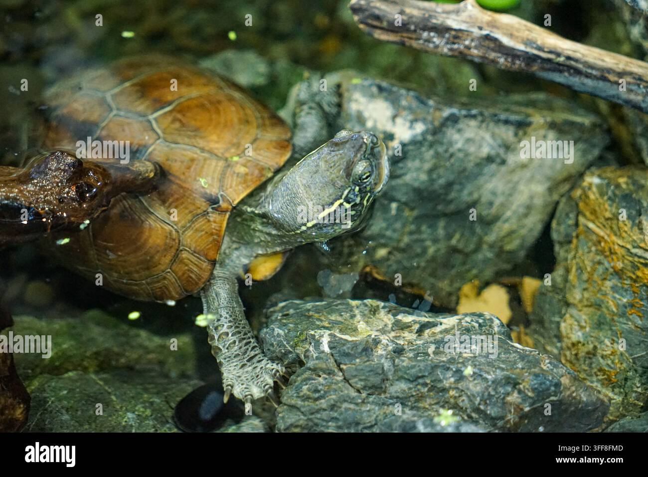 Tartaruga di palude giapponese nell'acqua Foto Stock