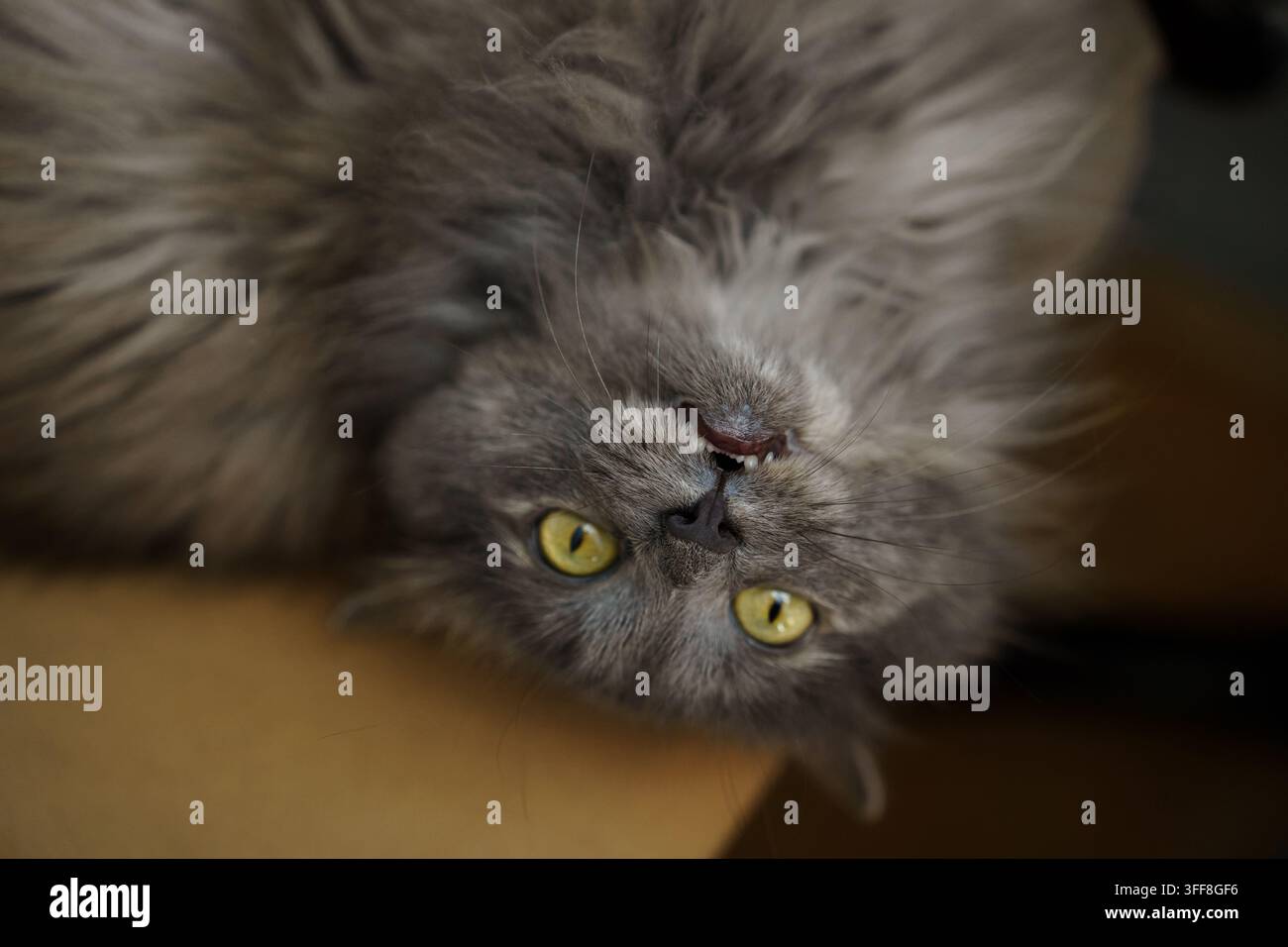 Un ritratto a testa in giù di un gatto grigio e soffice con occhi gialli brillanti, che cattura un'espressione giocosa e curiosa, mostrando comfort e gioia felina Foto Stock