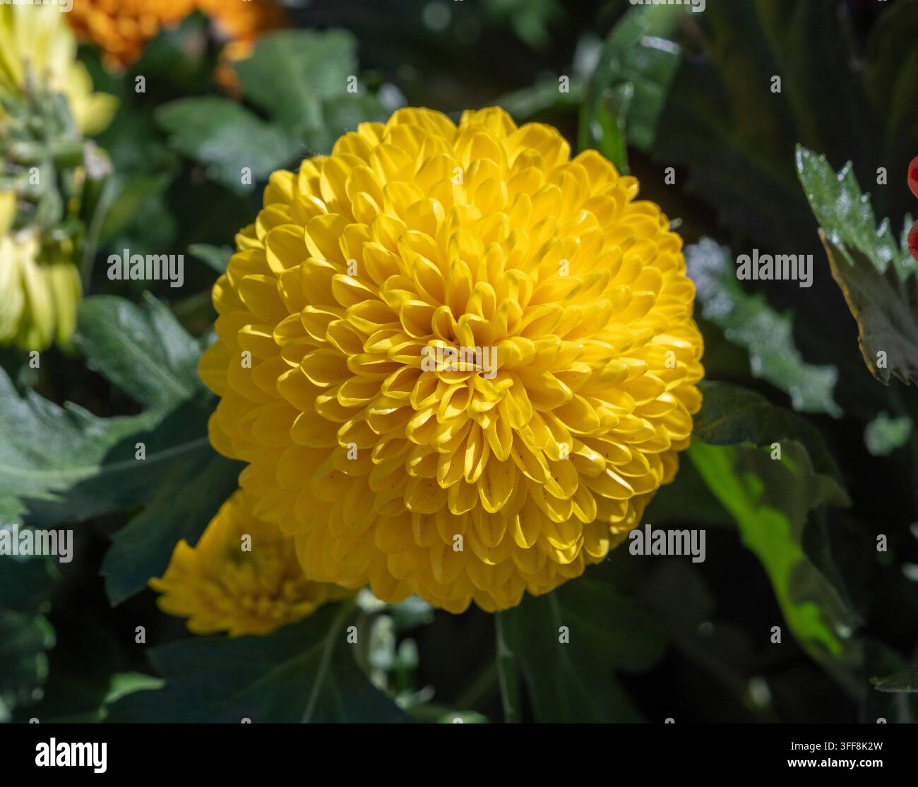 Testa di fiore stile pompon giallo in una mostra di giardino coltivato, specie non confermata. Foto Stock