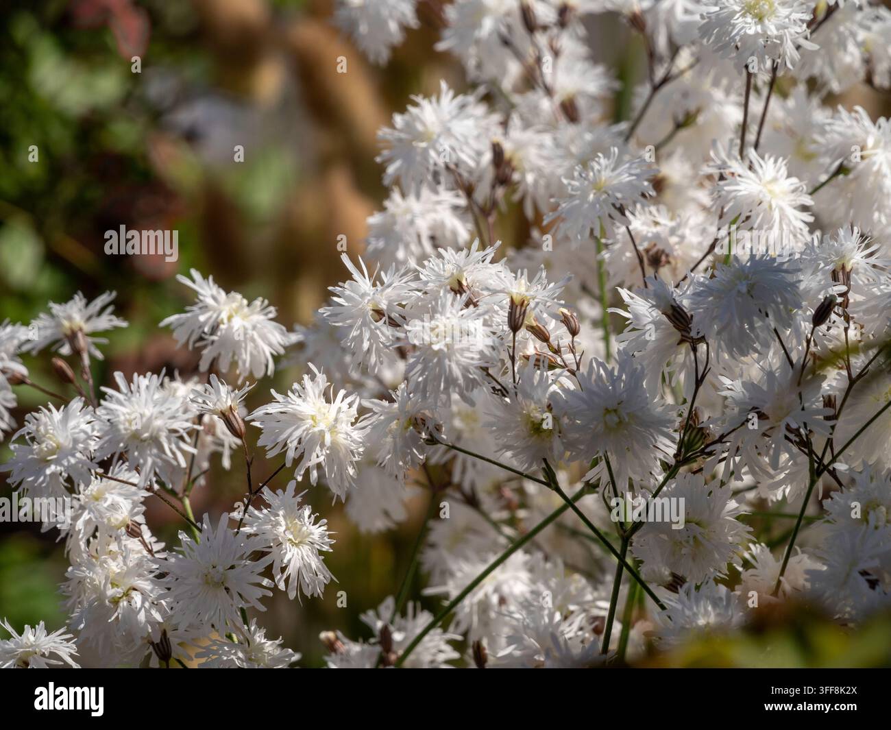 Fiori da giardino bianchi con frange, petali divisi e boccioli eretti in una esposizione estiva. Foto Stock