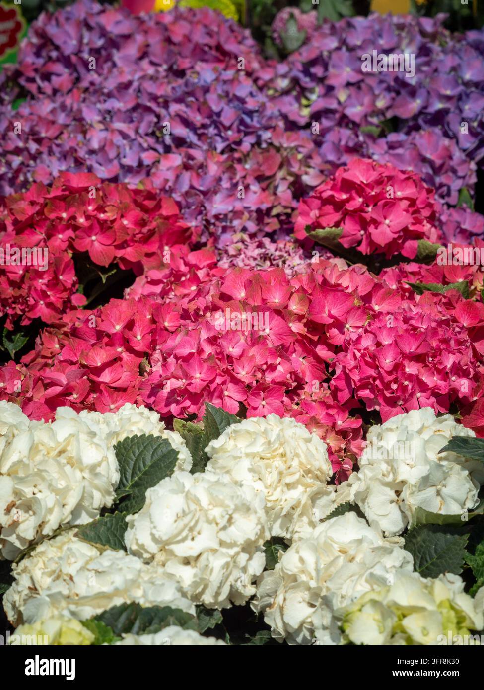 Ortensie rosa, viola e bianche, Hydrangea macrophylla, in fiore in una esposizione di giardino. Foto Stock