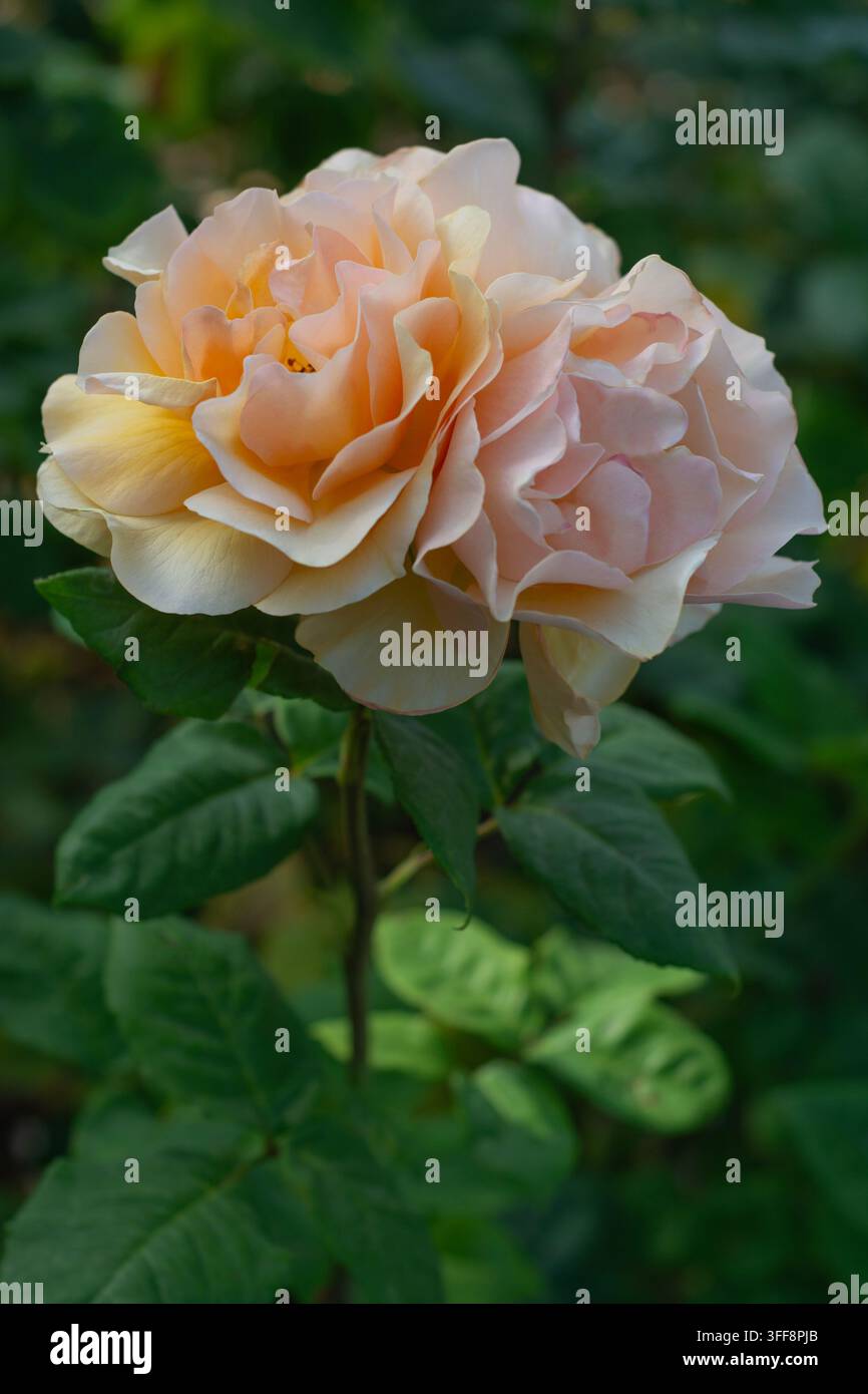 Rosa Norwich Castle, rose arancioni, rose albicocca, rose profumate, rosa floribunda, Inghilterra, estate. Foto Stock