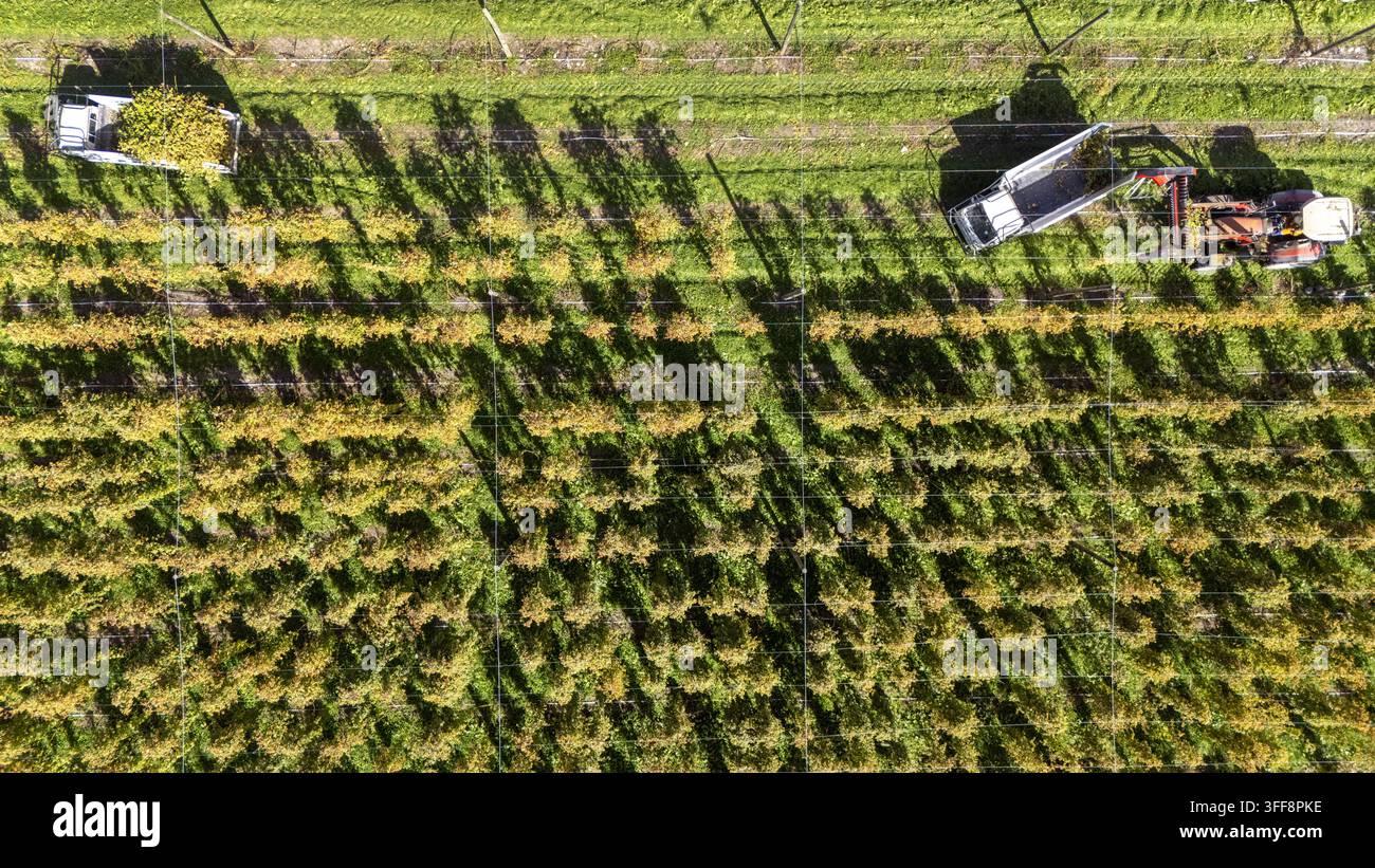 Veduta aerea di una fattoria di luppolo con file di piante e macchinari per la raccolta a Murchison, regione di Tasman, Nuova Zelanda. Foto Stock