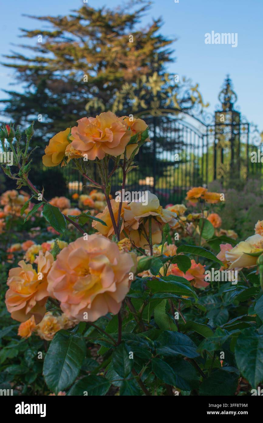 Ingresso del Giardino delle Rose della Regina Maria, Rosa 'Precious Amber' in primo piano, Regent's Park, Londra, Inghilterra. Foto Stock