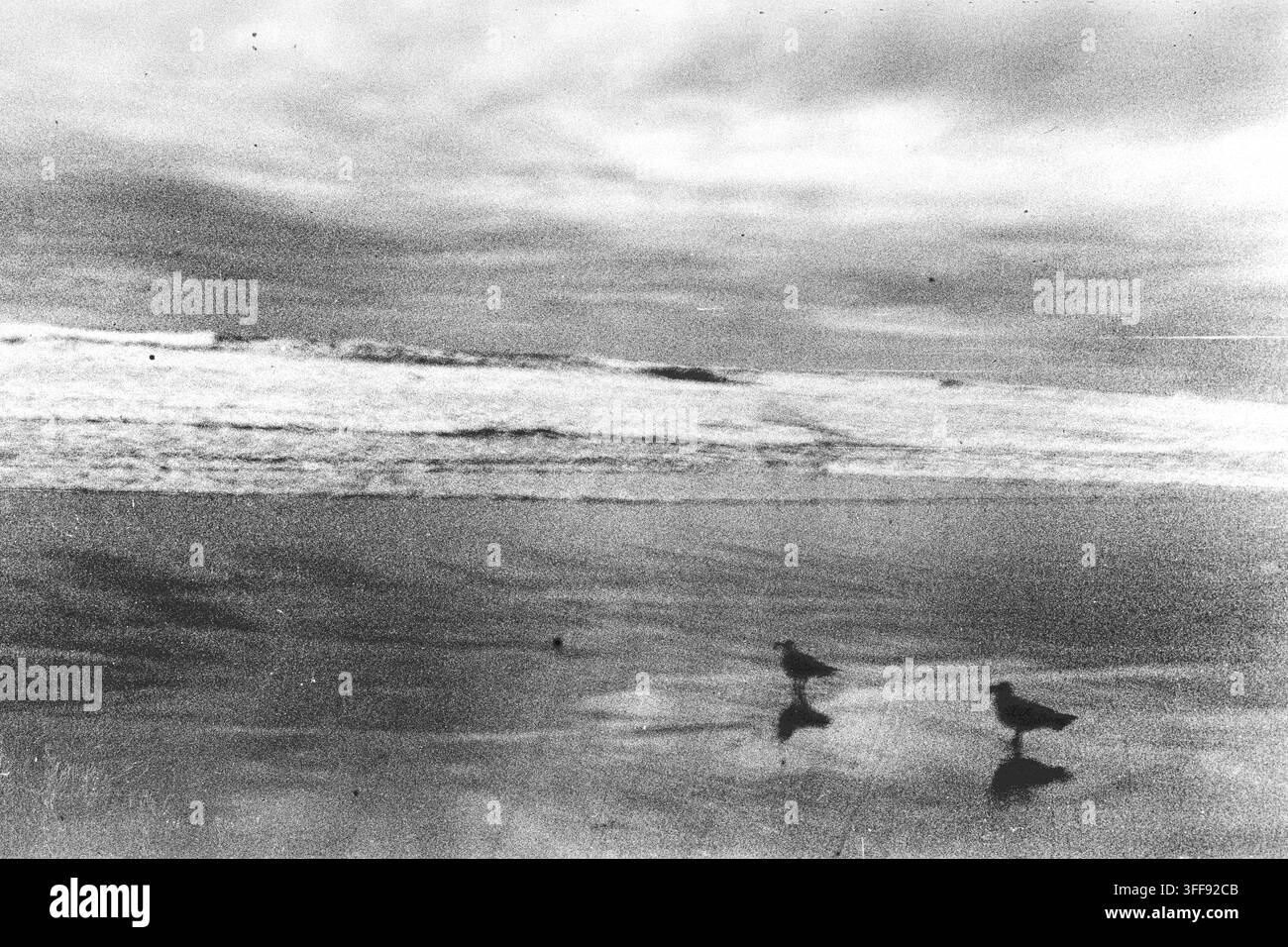 Tre uccelli rivieraschi e i loro riflessi si trovano su sabbia bagnata davanti a un'onda stratificata in una fotografia su pellicola in bianco e nero a trama morbida. Foto Stock