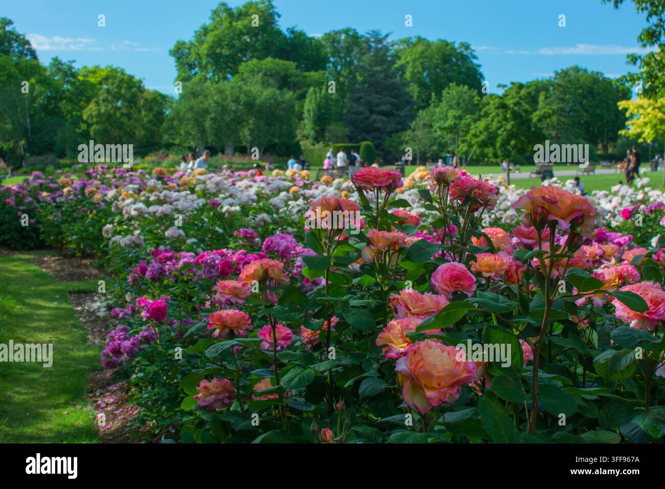Aiuoli di rose in piena fioritura a maggio, rose rosa e arancioni, Regent's Park, Londra Foto Stock