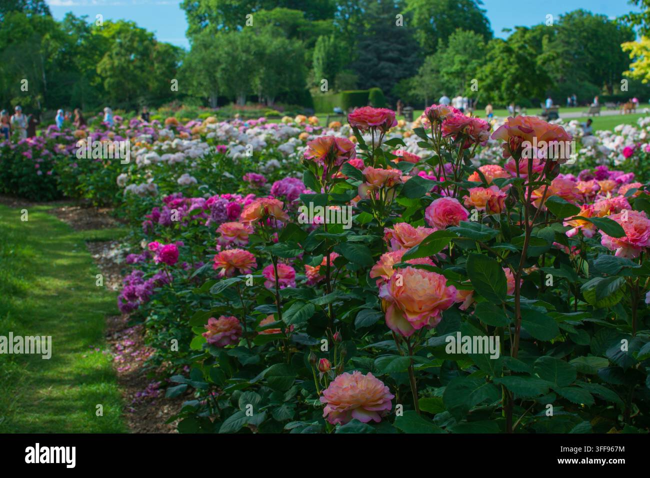Aiuoli di rose in piena fioritura a maggio, rose rosa e arancioni, Regent's Park, Londra Foto Stock