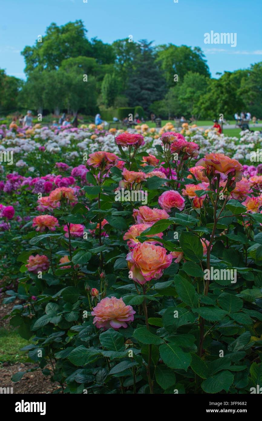Aiuoli di rose in piena fioritura a maggio, rose rosa e arancioni, Regent's Park, Londra Foto Stock
