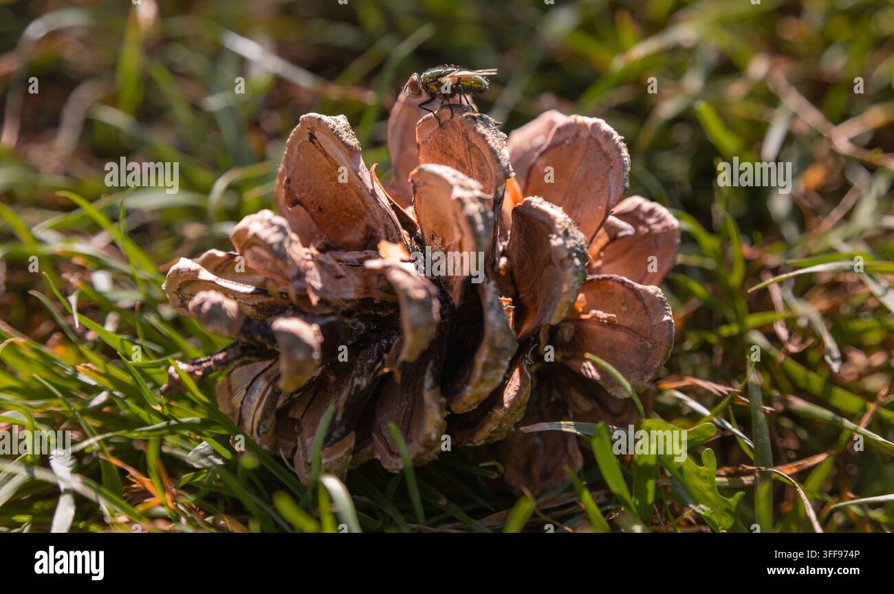Fotografia macro di una mosca verde metallica appollaiata in cima a una pigna aperta e secca nell'erba verde sotto la luce del sole. Foto Stock