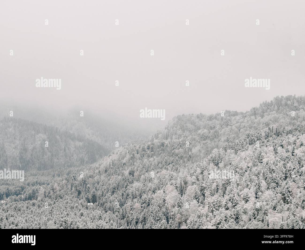 Alberi di pino innevati su colline in una foresta invernale nebbiosa. Tempo nuvoloso e nebbioso, paesaggio di montagne bianche sullo sfondo con spazio libero. Perfetto per blog di viaggio, design stagionale o banner invernale Foto Stock