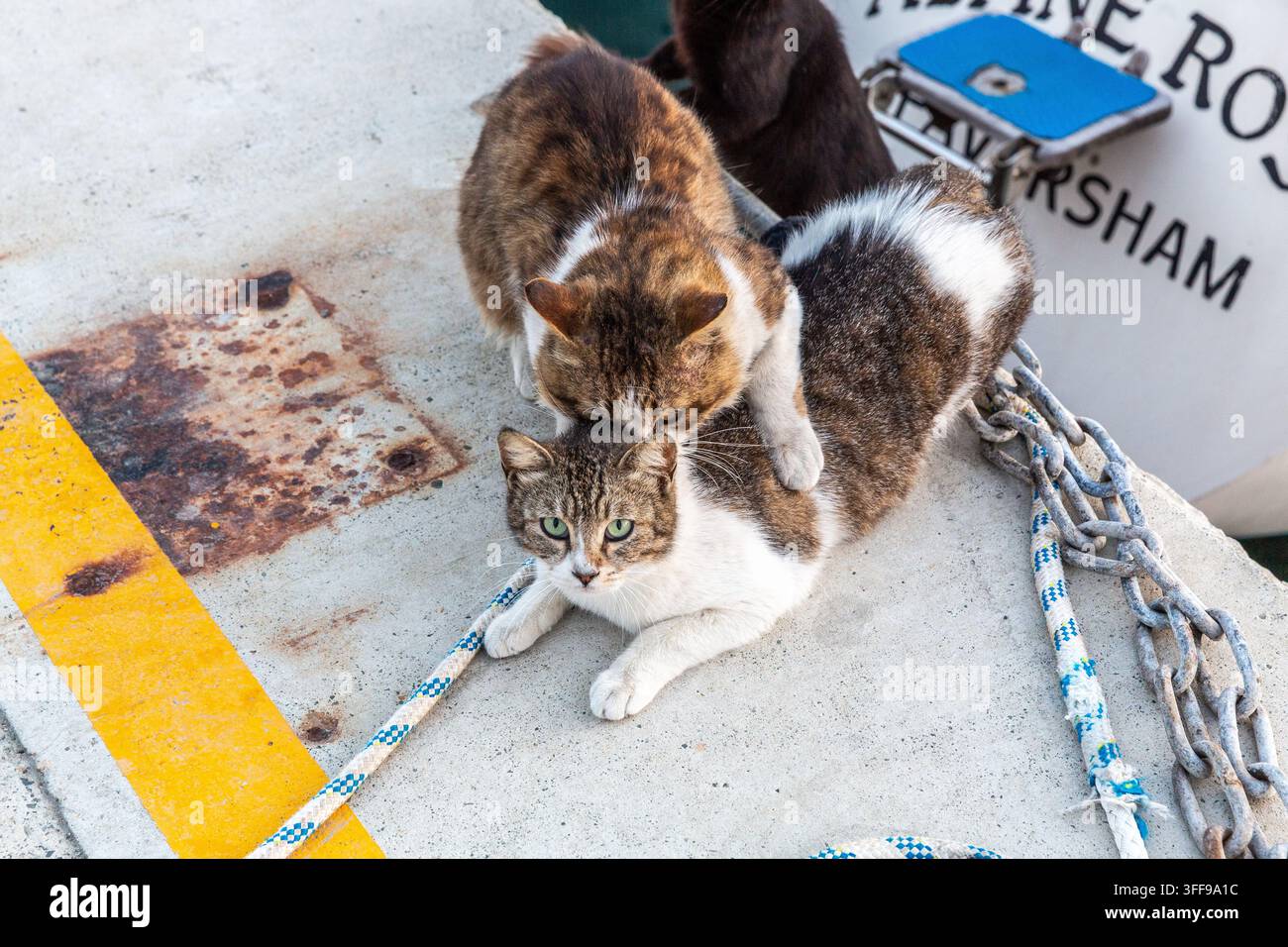 Comportamento di accoppiamento o di dominanza tra gatti randagi su un molo del porto. Foto Stock