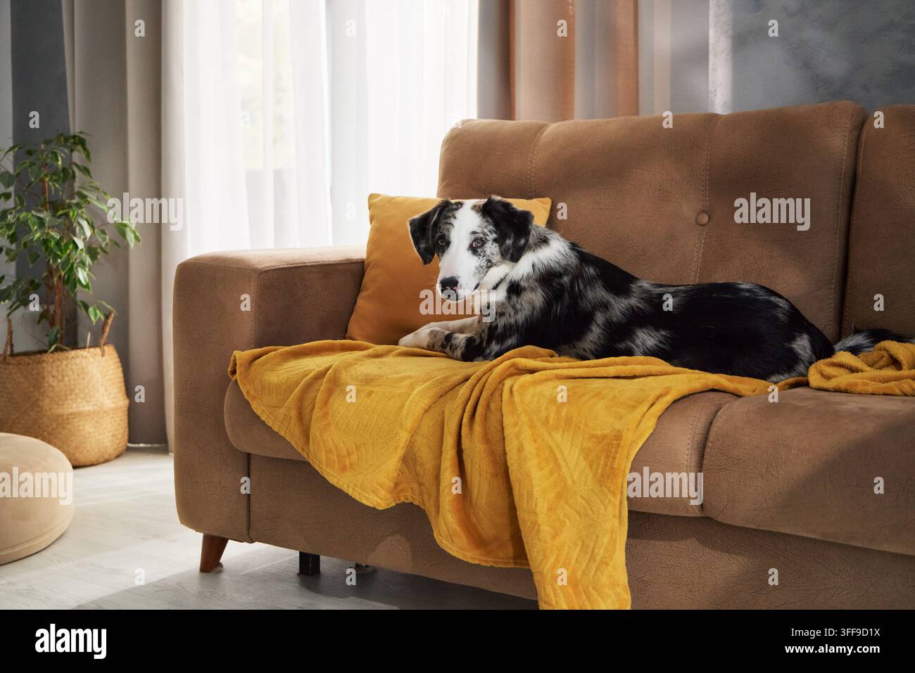 Mischia di Border Collie riposa comodamente su un divano marrone con una coperta calda. Un soggiorno luminoso crea una scena domestica tranquilla sulla rilassazione e Foto Stock