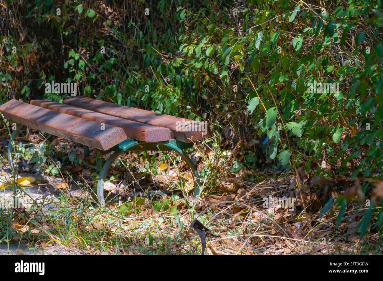 Una vecchia panchina di legno si trova accanto a cespugli densamente invasi e foglie secche, creando una scena di parco tranquilla e trascurata con un degrado urbano naturale. Foto Stock
