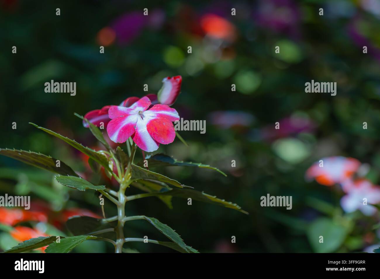I fiori crescono in un giardino con vari colori in primavera. La luce del sole risplende sui petali mentre le foglie circondano i fiori. La scena mostra la bellezza della natura Foto Stock