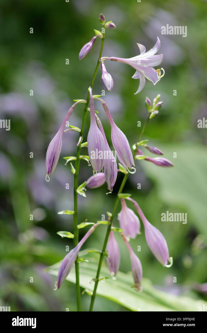 Piante Hosta in fiore. Hosta (liliacea), che porta caratteristici grappoli di fiori a forma di campana di colore lilla pallido in estate. Foto Stock