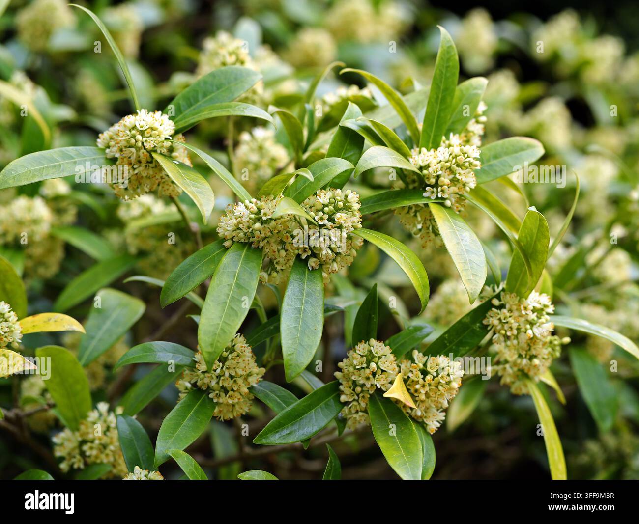 Kew Green Skimmia, Skimmia × confusa 'Kew Green', Rutaceae. Regno Unito. Ibrido. Un arbusto compatto e profumato sempreverde. Foto Stock