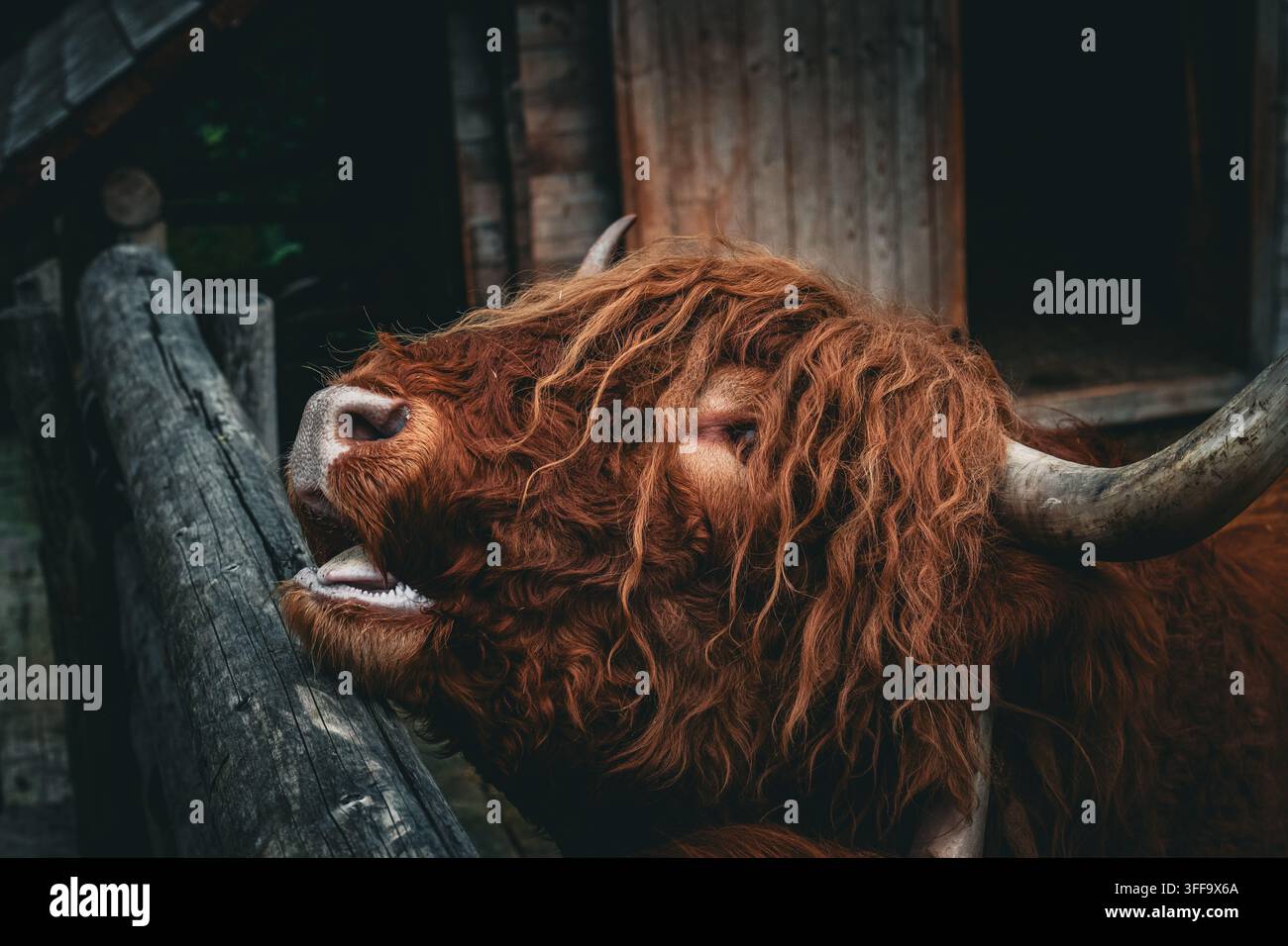 Mucca delle Highlands con frangia arruffata e corno lungo si protende verso una recinzione logora nel recinto. Il muso espressivo e il mantello color castano scuro trasmettono dolcezza Foto Stock
