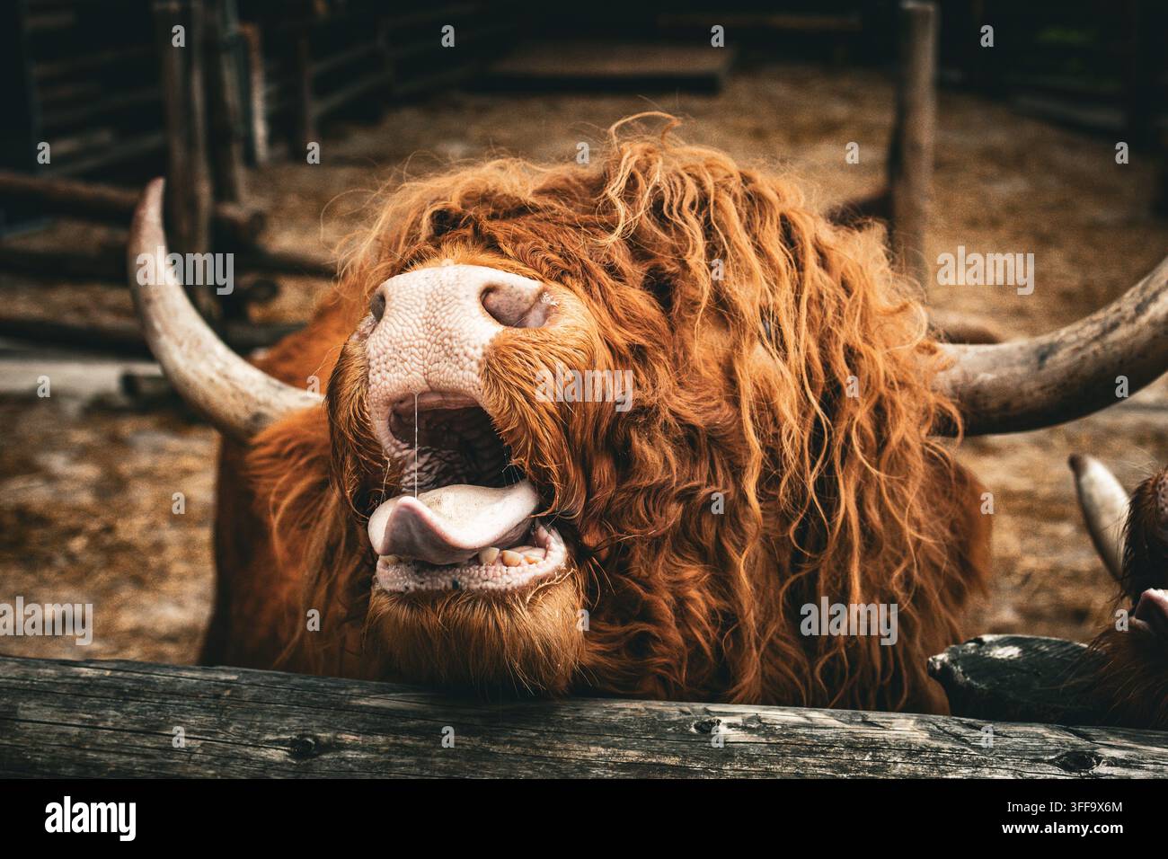Mucca delle Highlands espressiva apre la bocca ampia con la lingua fuori accanto al recinto. Il lungo mantello riccio e le corna spesse si stagliano contro il recinto creando una li Foto Stock