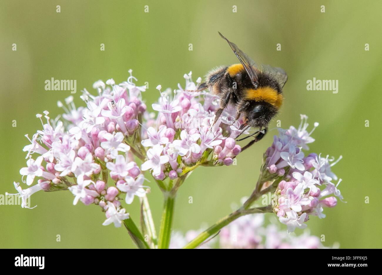 Un bombo dalla coda bianca su fiori di valeriana rossa, Arnside, Milnthorpe, Cumbria, Regno Unito Foto Stock
