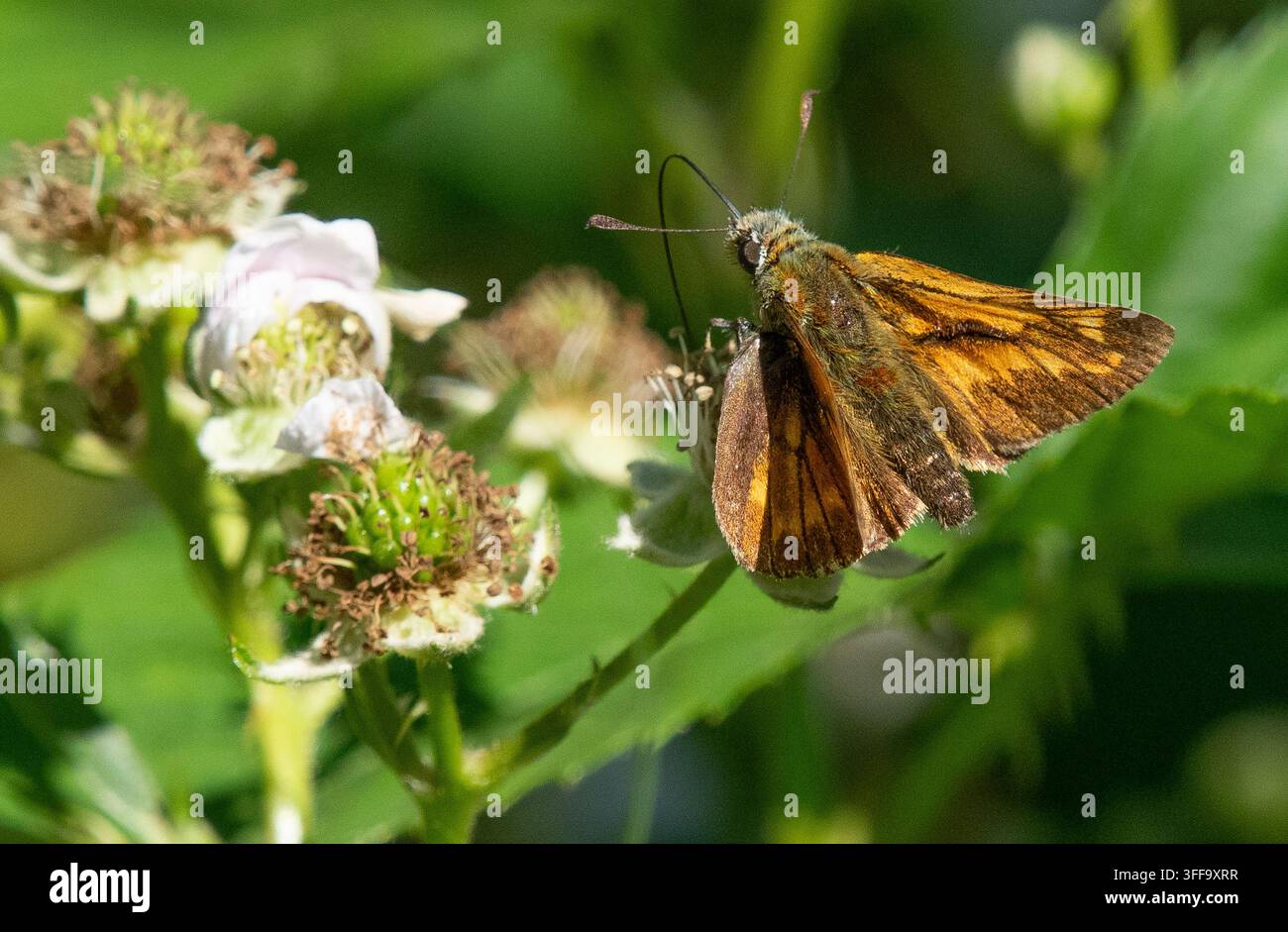 Un grande farfalla Skipper su fiori di more, occlus silvani, Silverdale, Carnforth, Lancashire, Regno Unito Foto Stock